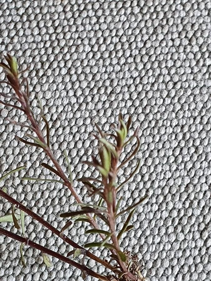 Wahlenbergia capillacea — related species from the same genus