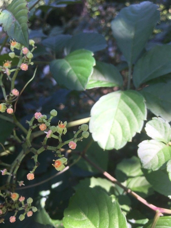 Causonis japonica — related species from the same genus