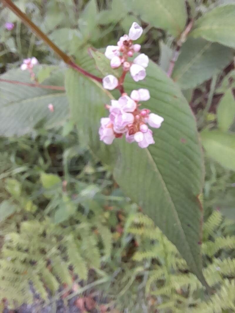 Koenigia campanulata — related species from the same genus