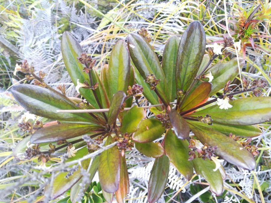 Scaevola beckii leaf