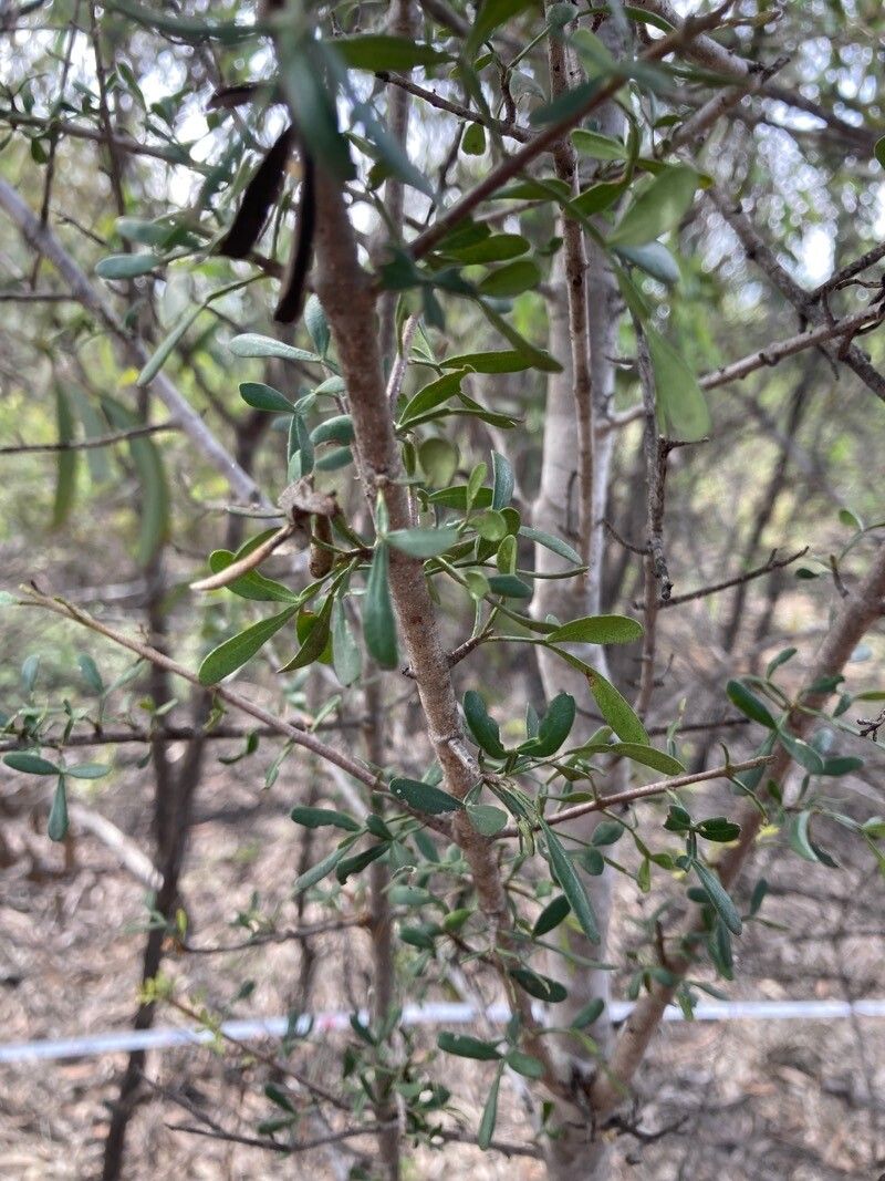 Flindersia dissosperma leaf