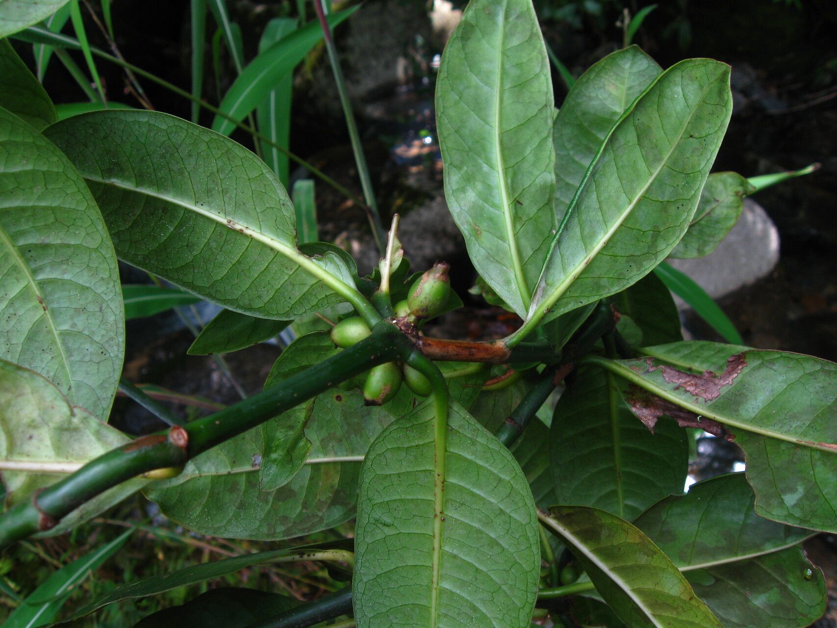 Psychotria psychotrioides — houseplant care guide