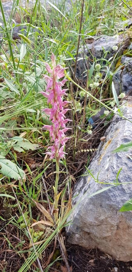 Orchis sancta — search result for 'Anacamptis'