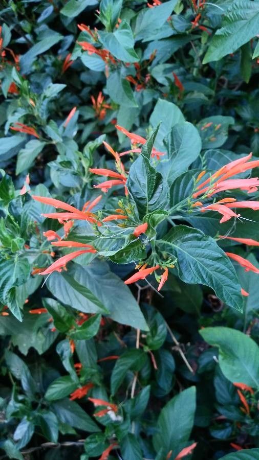 Justicia spicigera flower