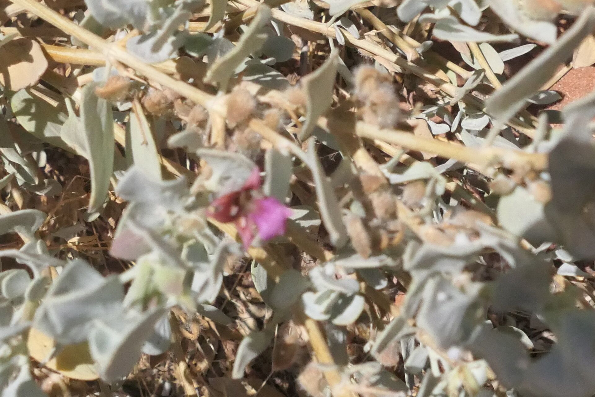 Petalidium canescens habit