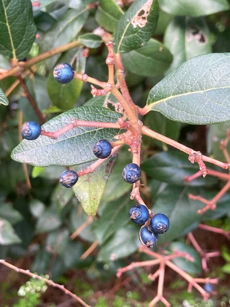 Viburnum rugosum fruit