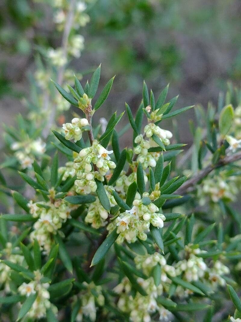 Monotoca scoparia habit