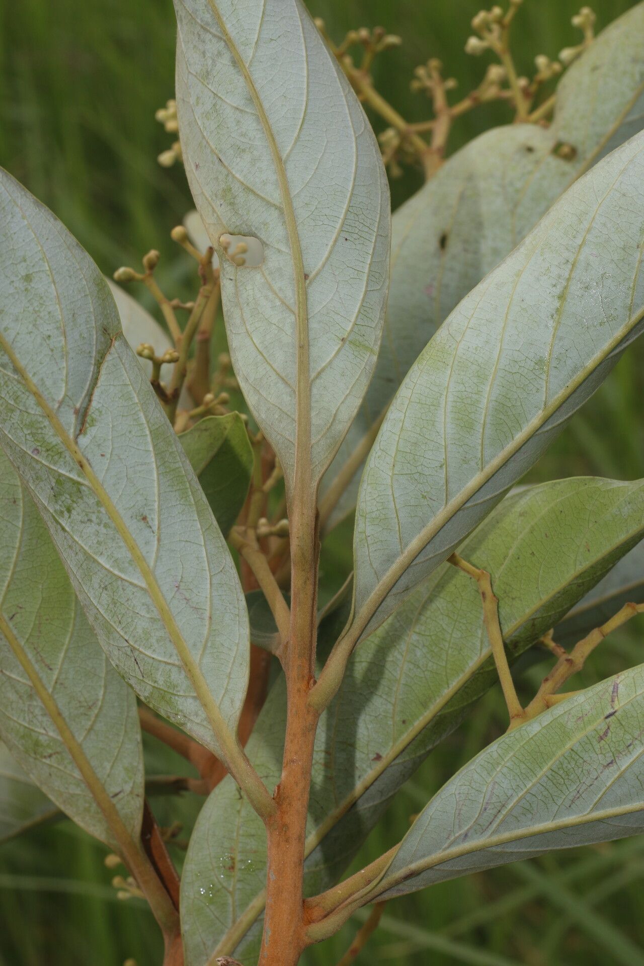Ocotea monteverdensis flower