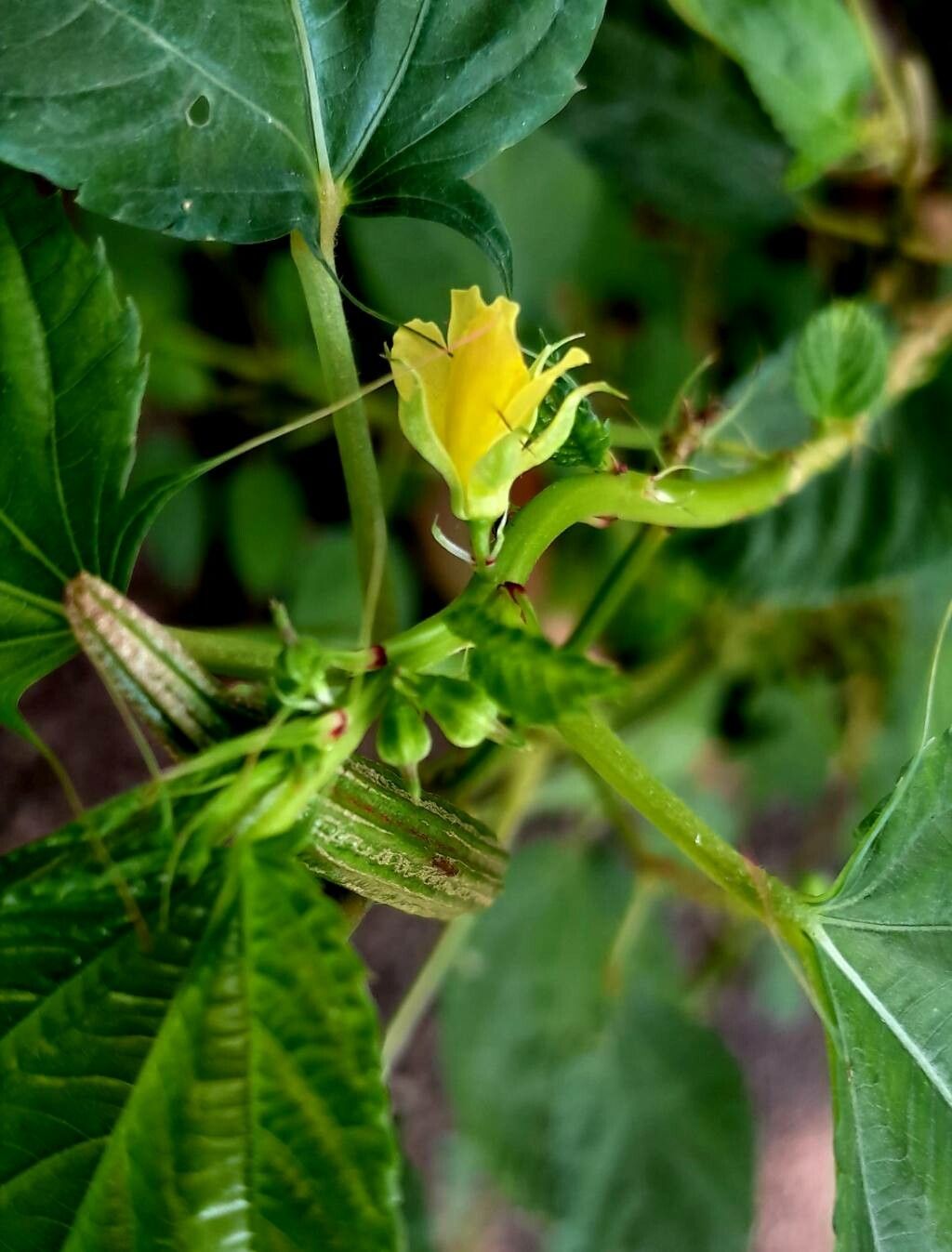 Corchorus olitorius flower