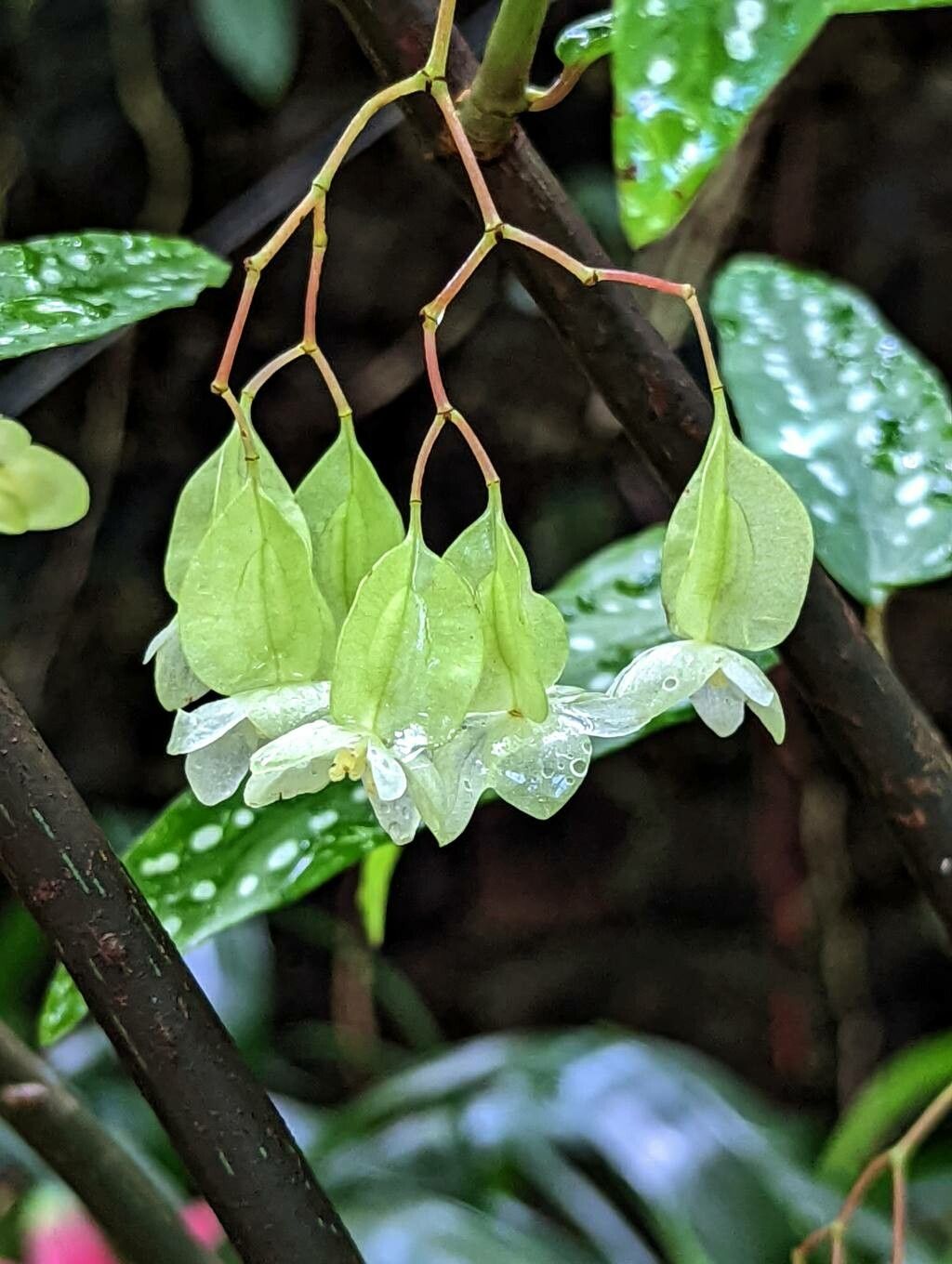 Begonia × albopicta flower