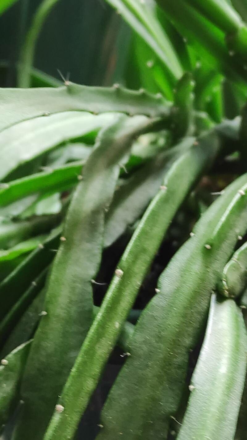 Pfeiffera boliviana bark