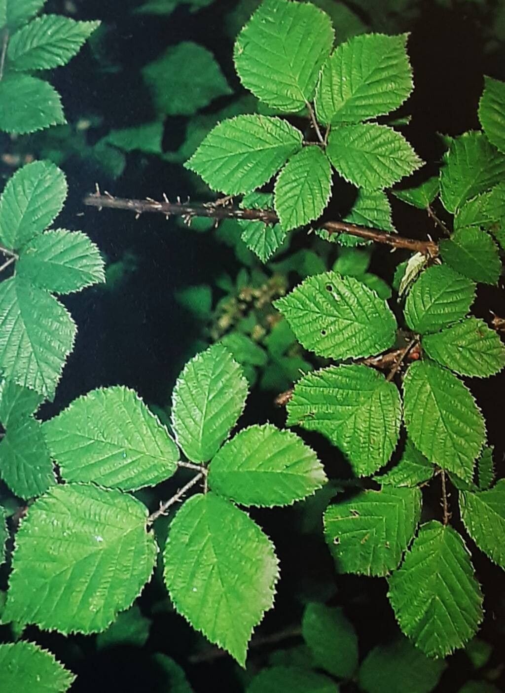 Rubus anisacanthopsis — houseplant care guide