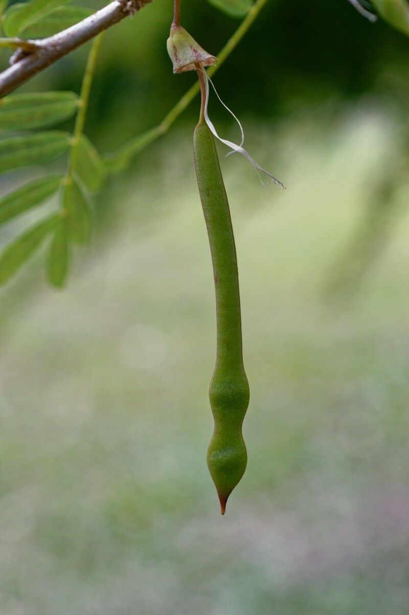Poitea carinalis fruit
