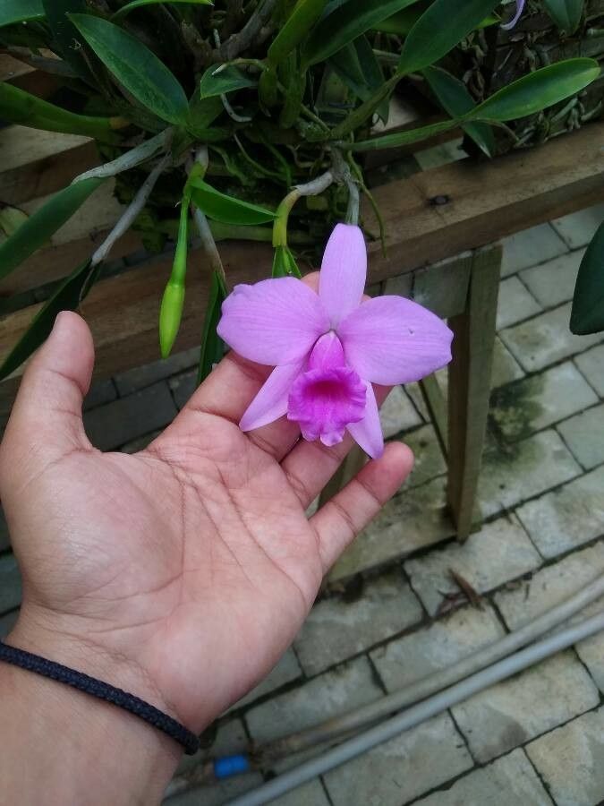 Cattleya praestans — houseplant care guide