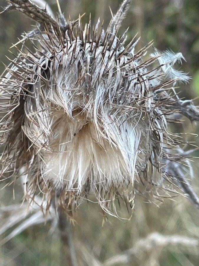 Cirsium eriophorum fruit