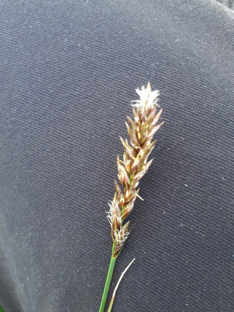 Carex appropinquata fruit