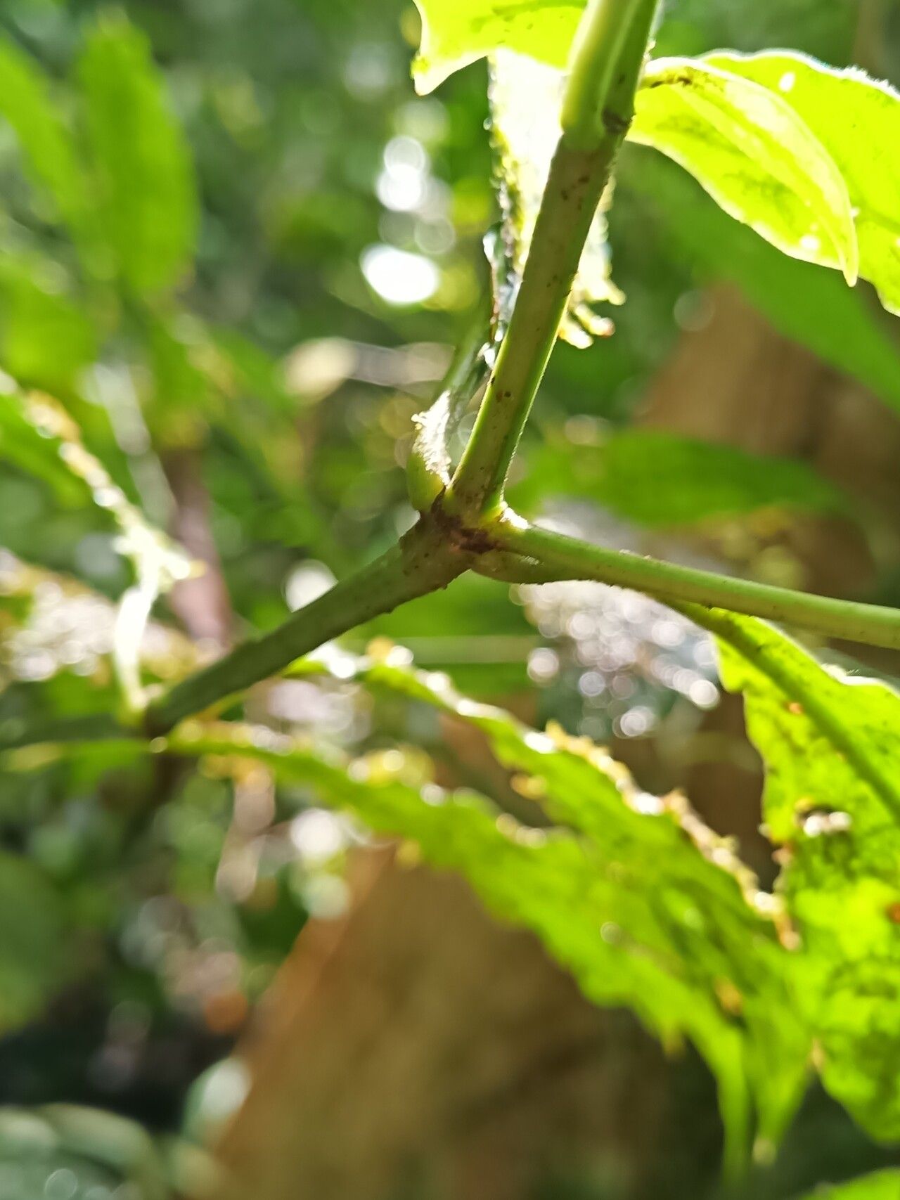 Psychotria borjensis — houseplant care guide