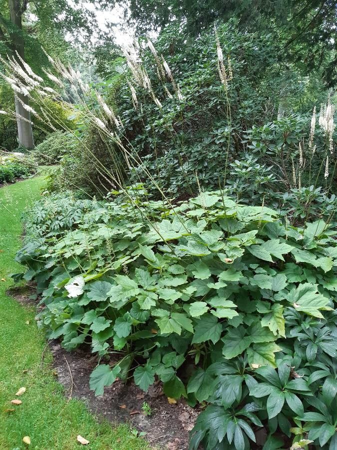 Actaea dahurica leaf