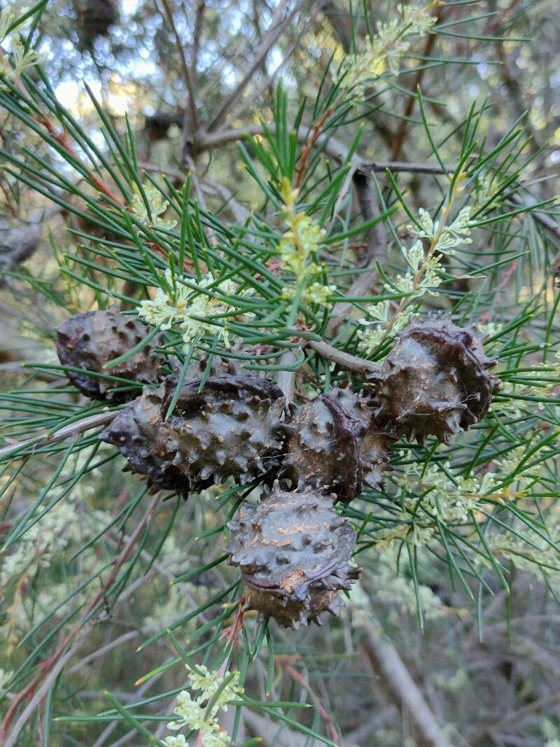 Hakea propinqua fruit