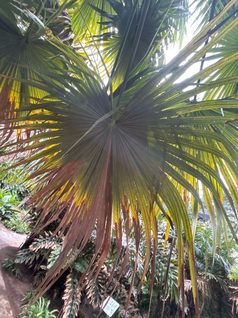 Thrinax excelsa — search result for 'Jamaica'