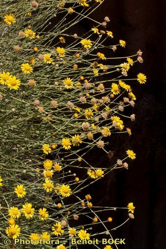 Cladanthus scariosus other