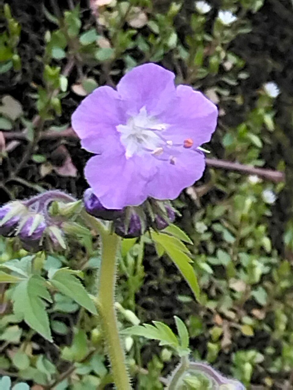 Phacelia bipinnatifida flower