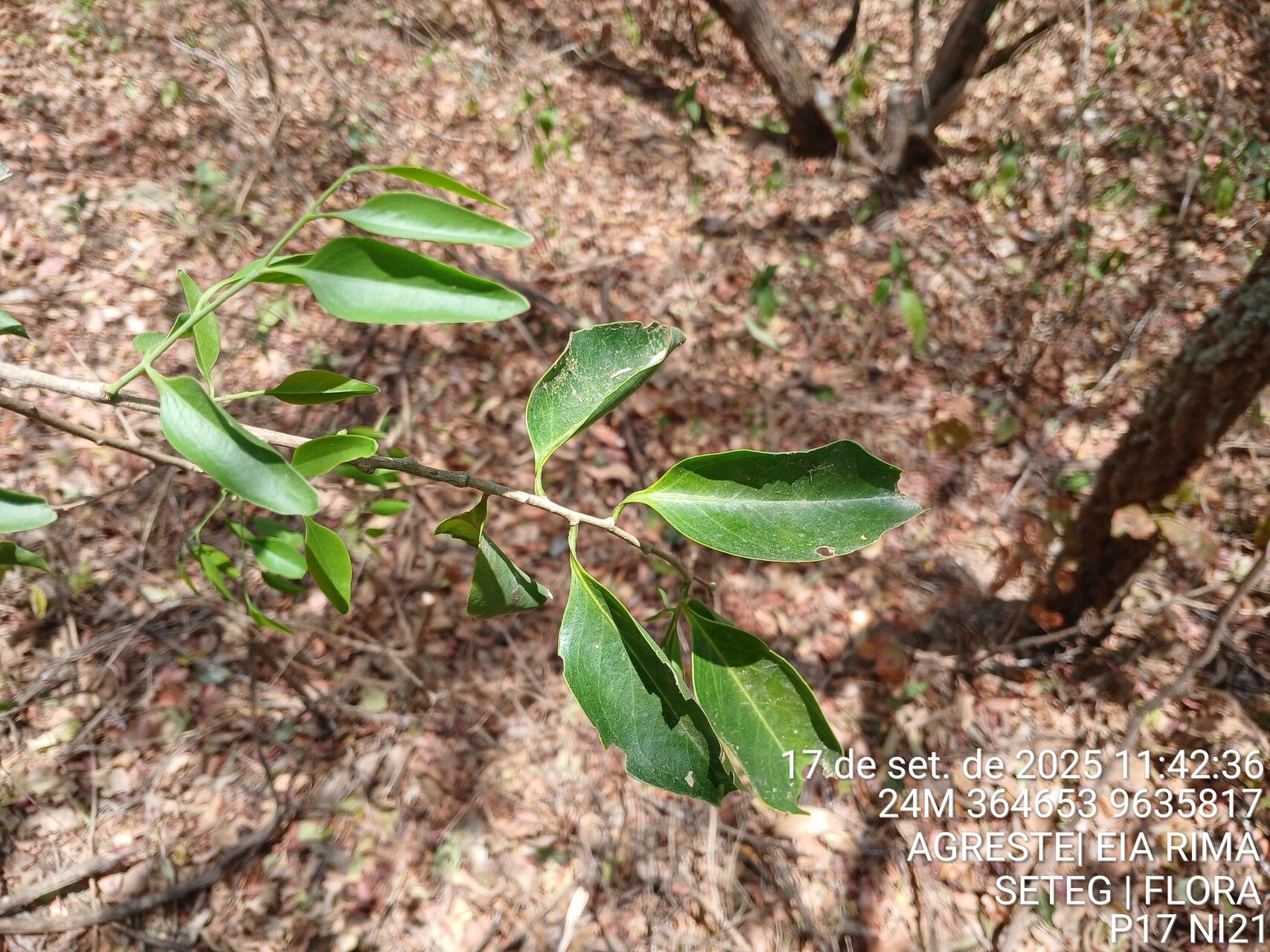 Agonandra brasiliensis — related species from the same genus