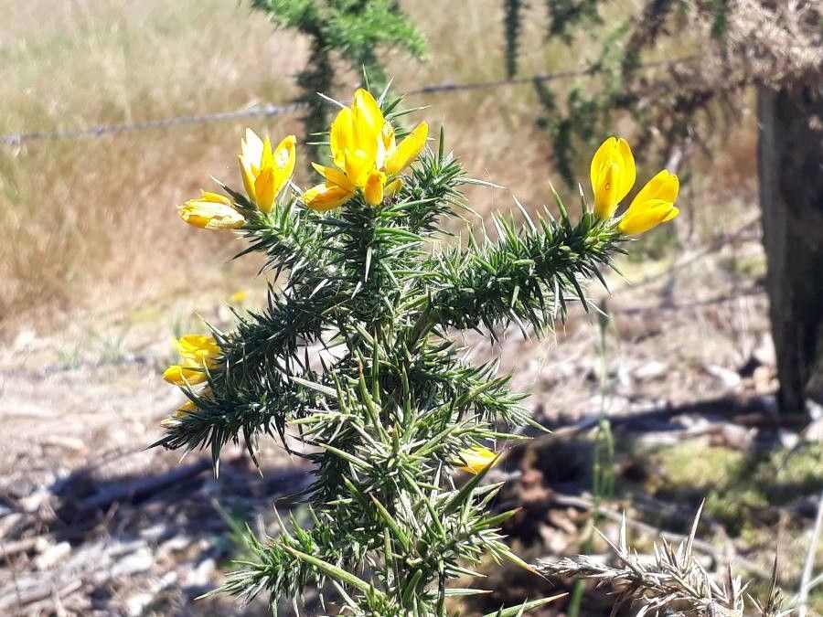 Ulex minor — search result for 'Portugal'