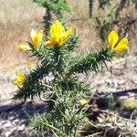 Ulex minor