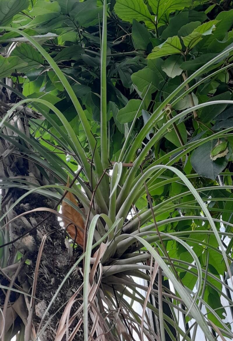 Tillandsia secunda — houseplant care guide