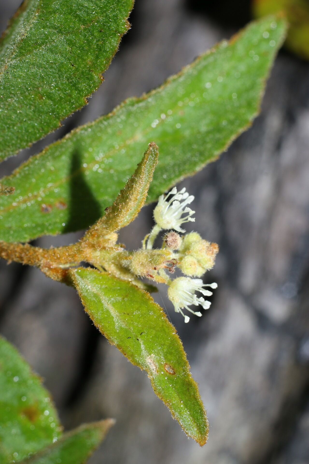 Croton jutiapensis flower