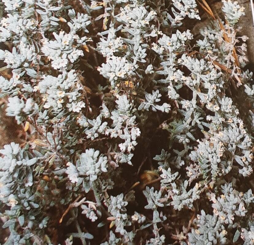 Micromeria lanata — houseplant care guide