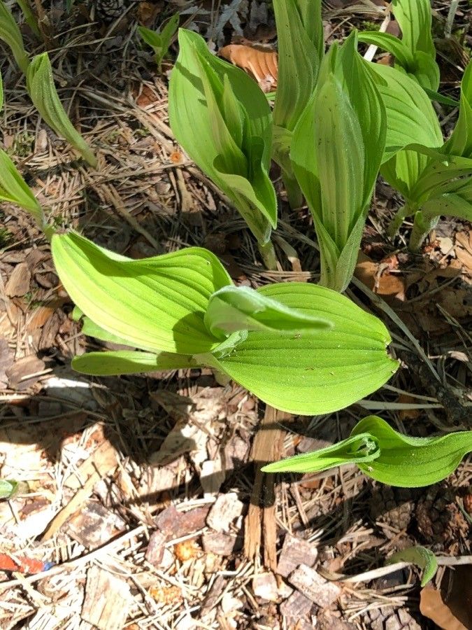 Cypripedium parviflorum leaf