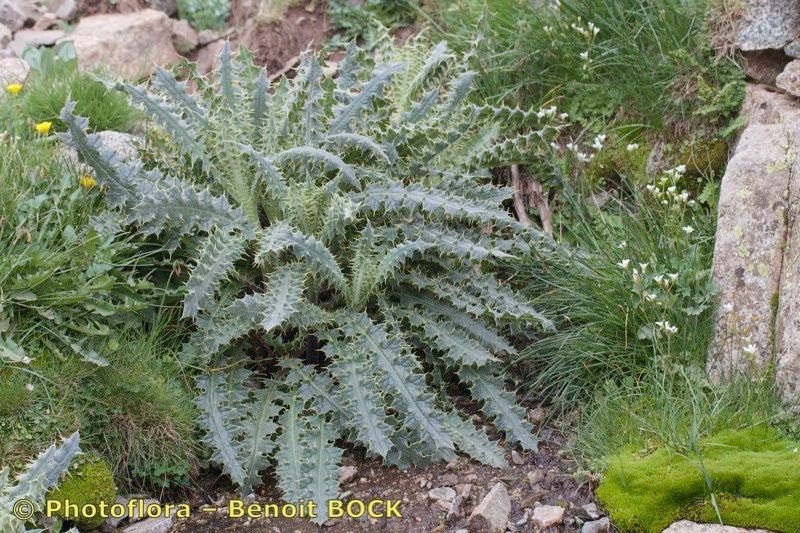 Cirsium chrysacanthum habit