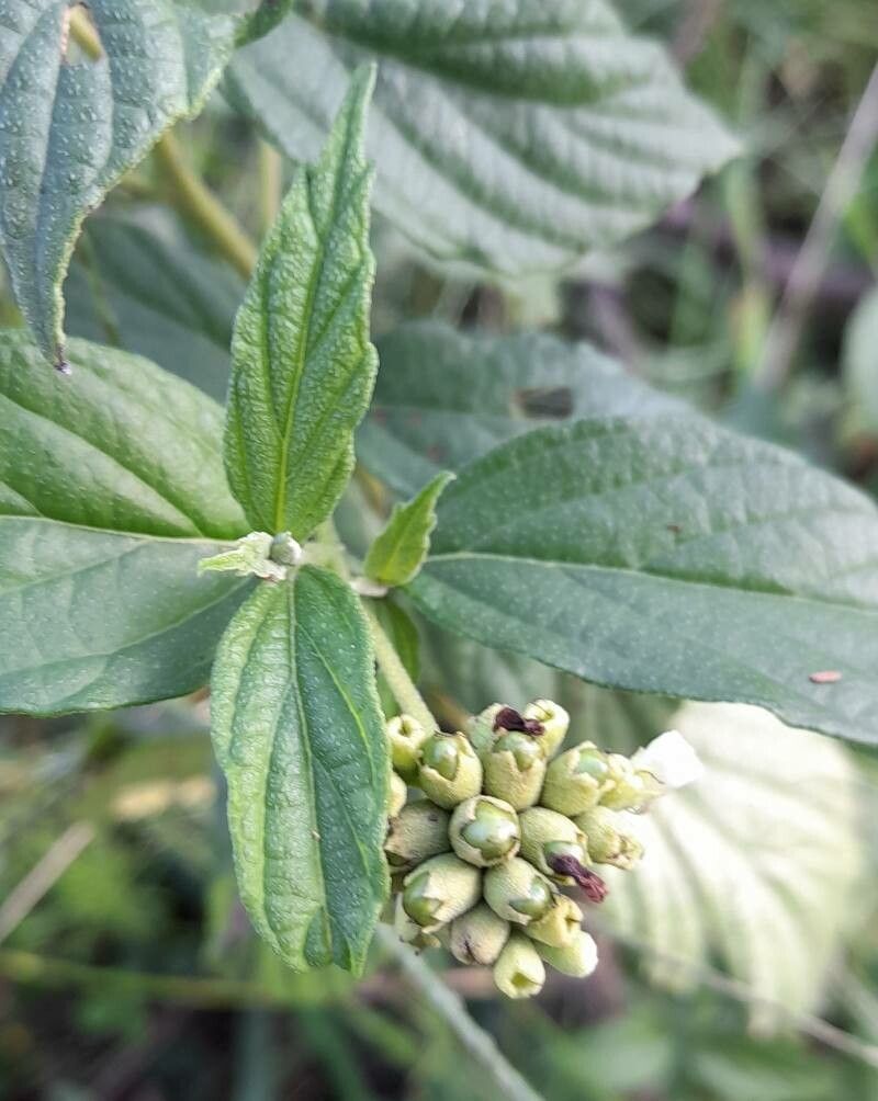 Cordia polycephala — houseplant care guide