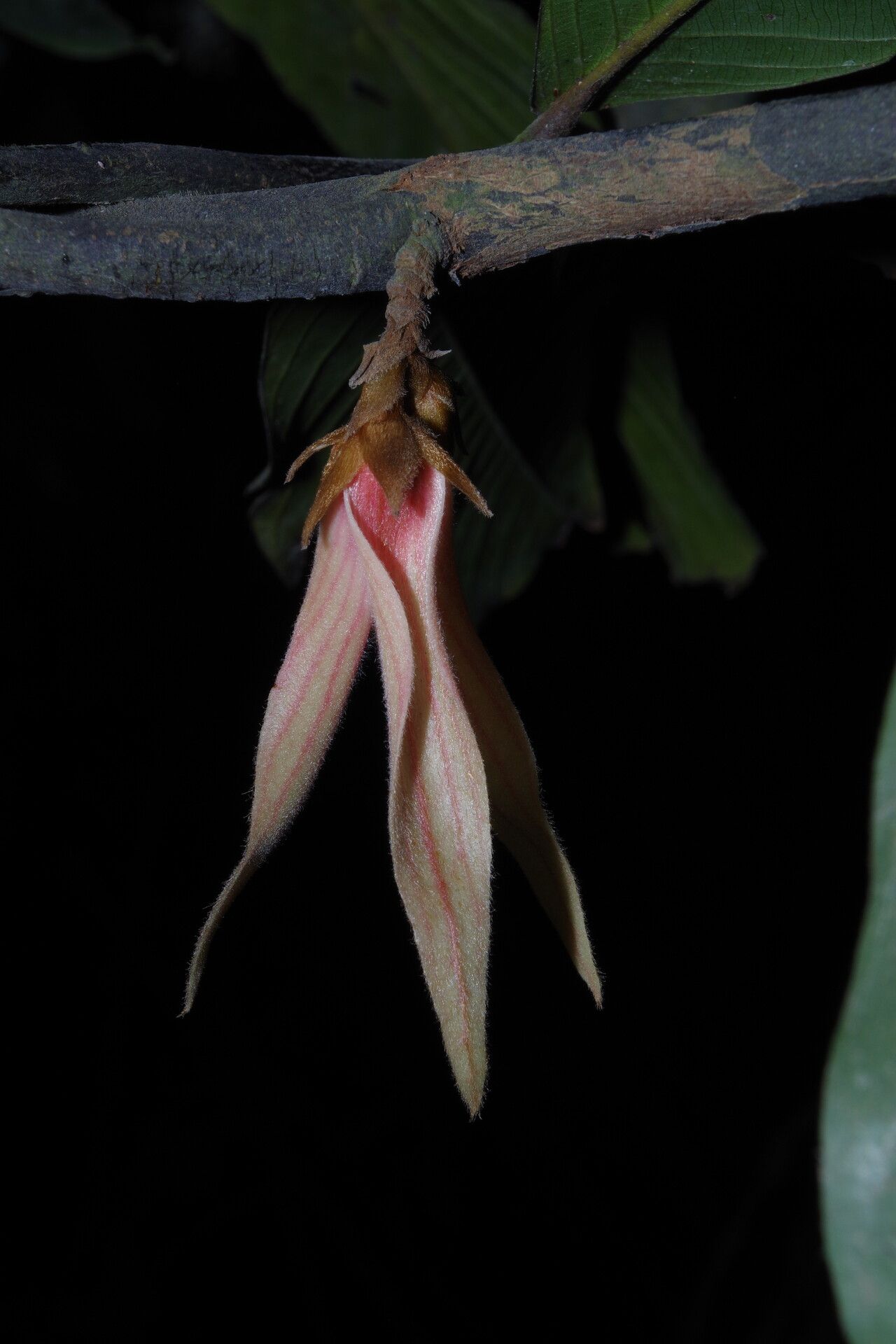 Piptostigma goslineanum flower