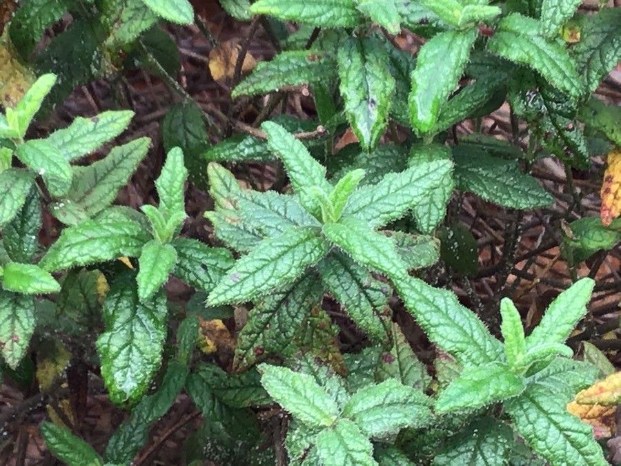 Halimium lasianthum — search result for 'northwest Africa'