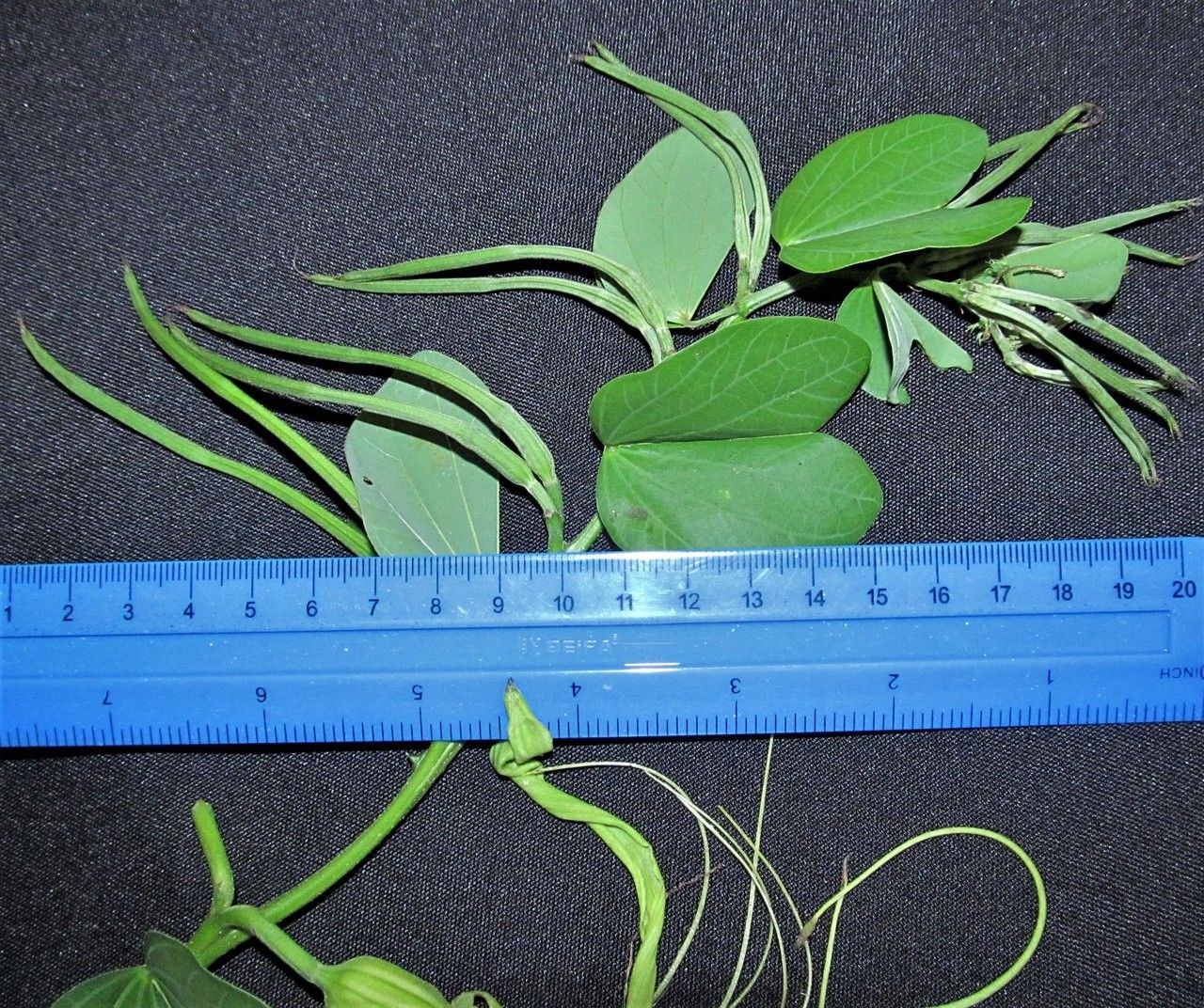 Bauhinia pauletia other