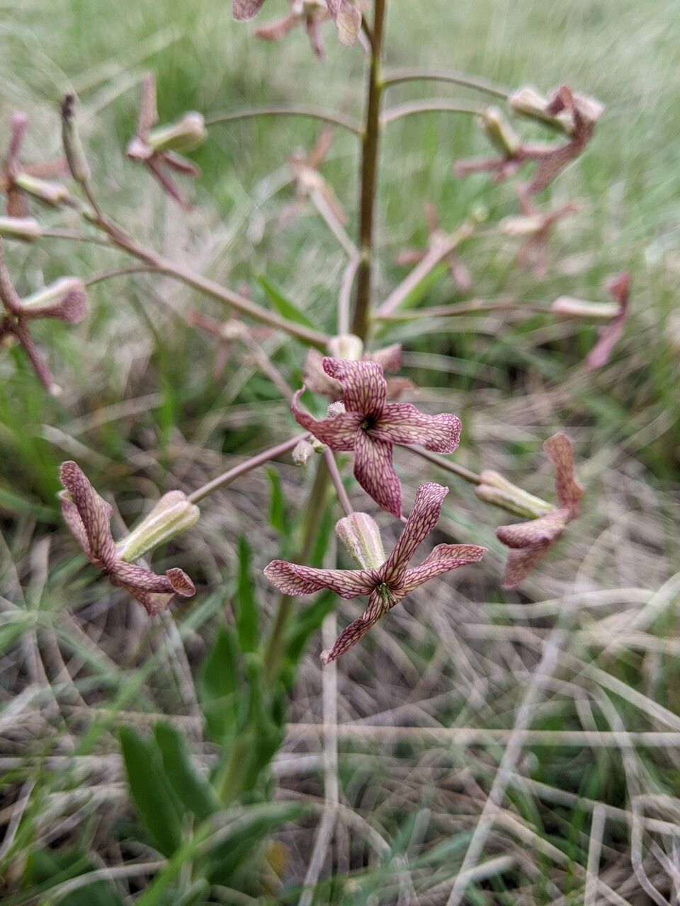 Hesperis tristis flower