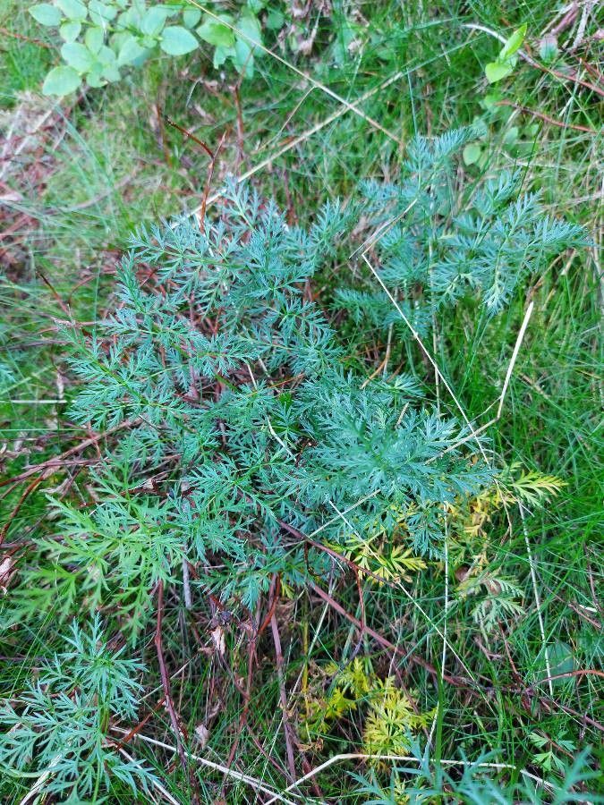 Ligusticum mutellina — related species from the same genus
