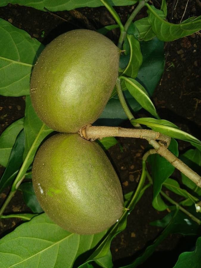 Tabernaemontana donnell-smithii fruit