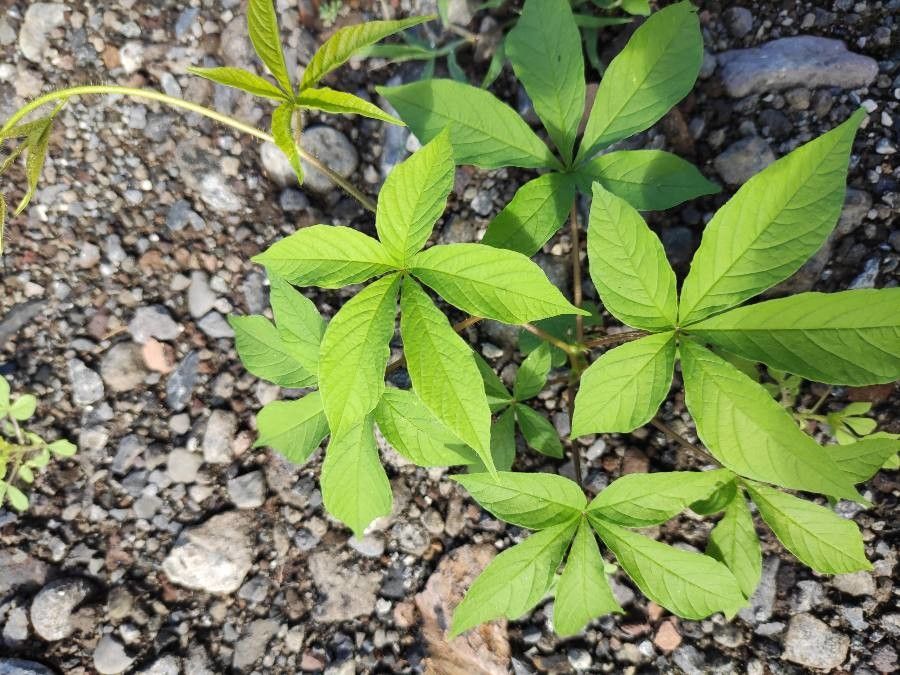 Merremia aegyptia leaf