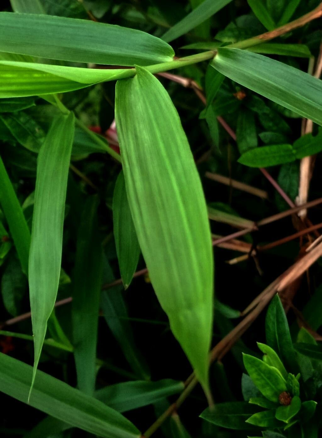 Lophatherum gracile — search result for 'Bamboo'