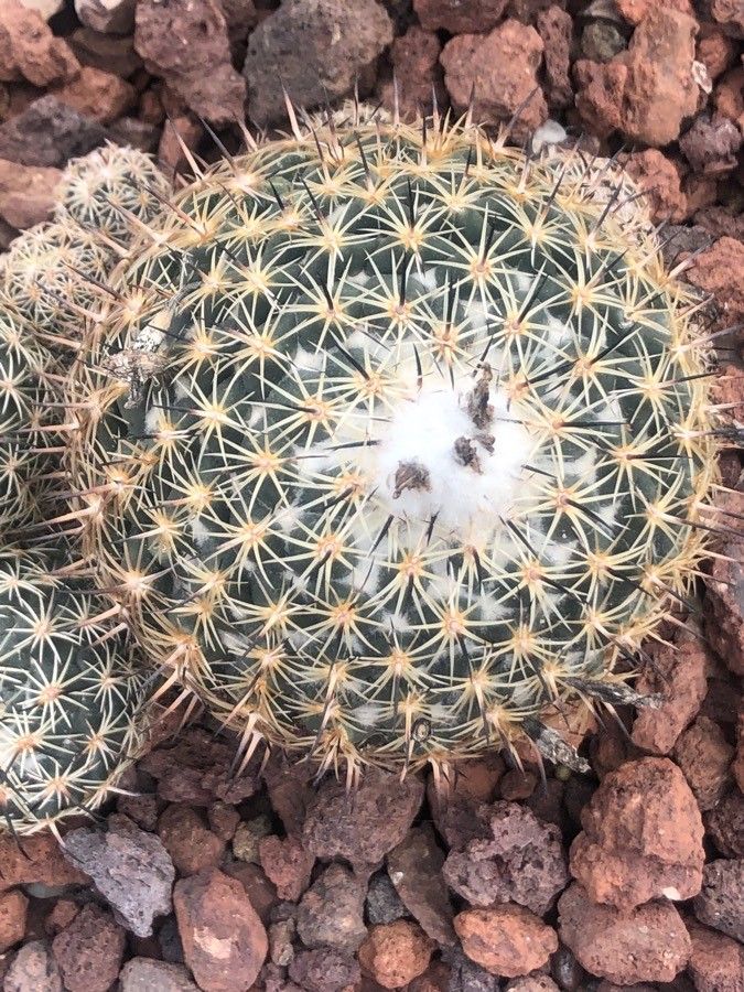 Coryphantha cornifera leaf