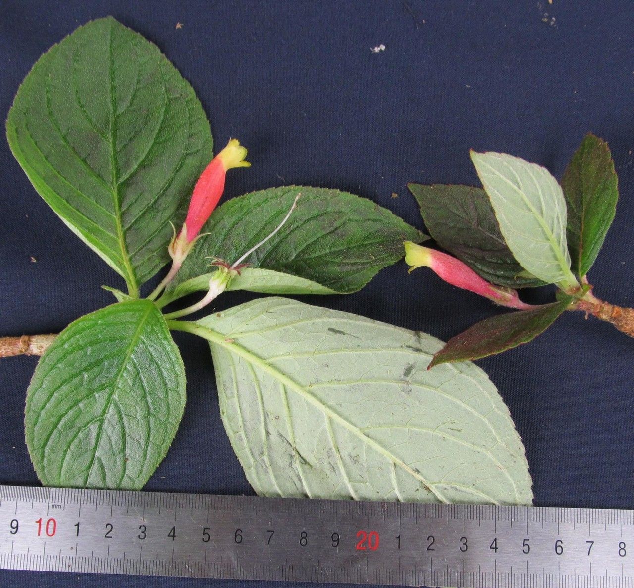 Columnea nervosa other