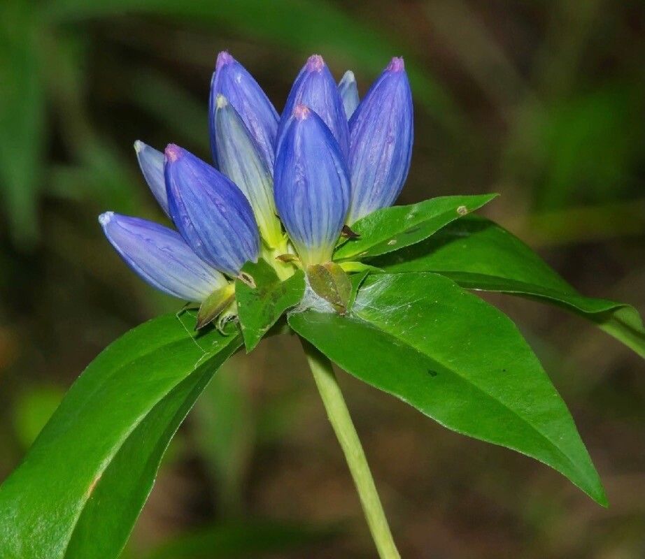 Gentiana andrewsii flower