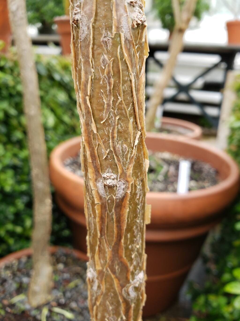 Uncarina ihlenfeldtiana bark