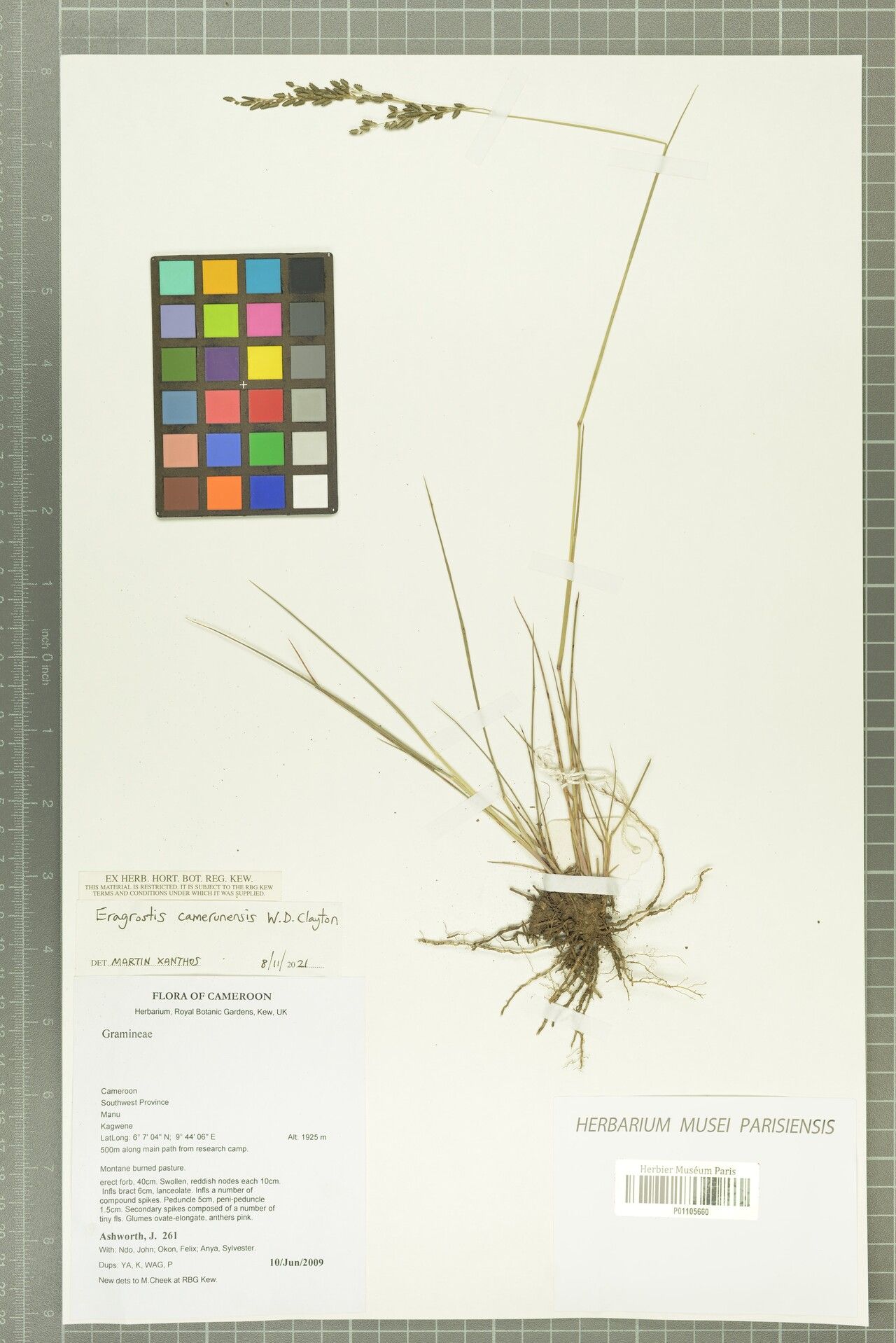 Eragrostis camerunensis — search result for 'Eragrostis'