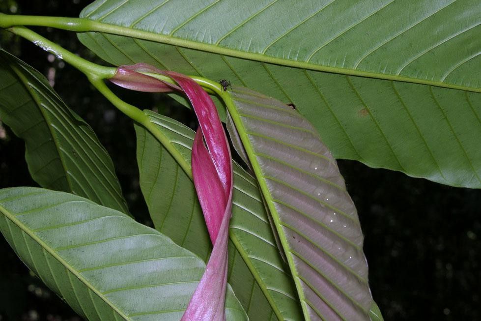 Dipterocarpus hasseltii other