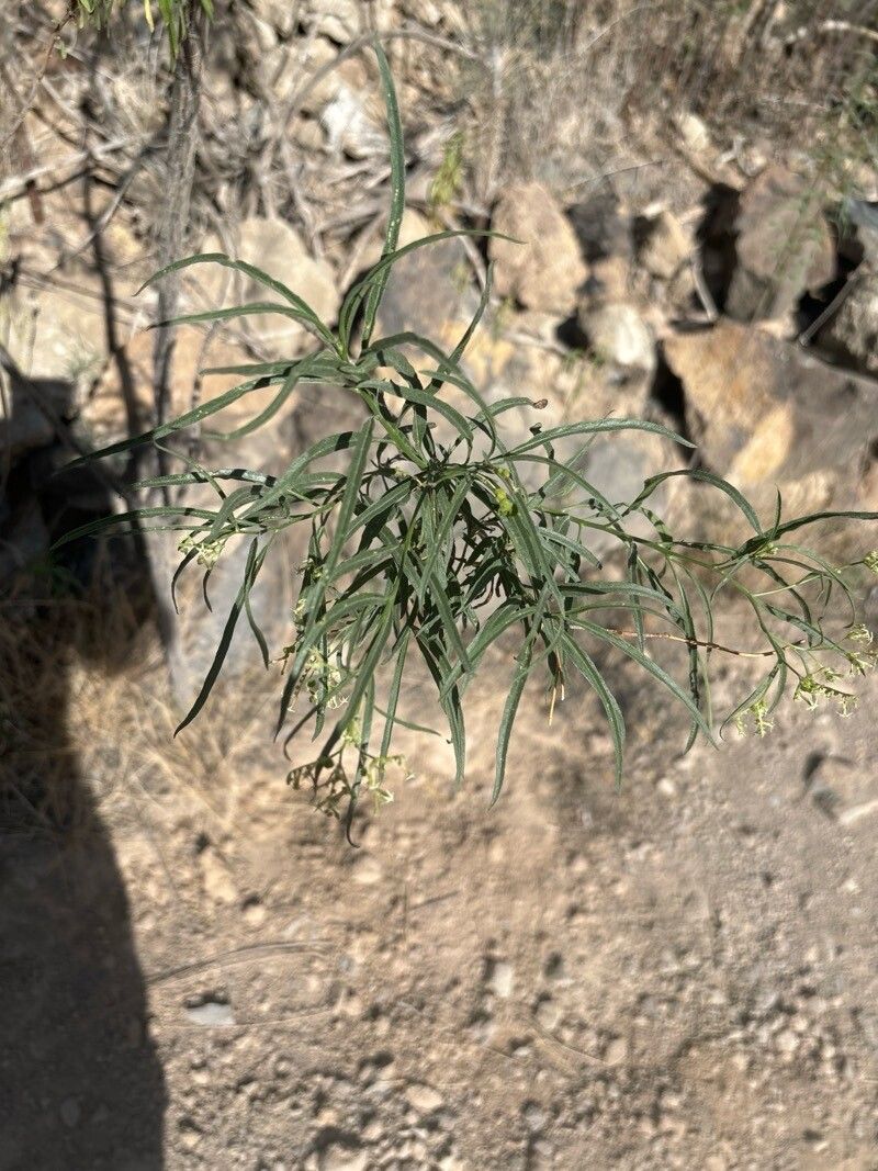 Heliotropium messerschmidioides leaf